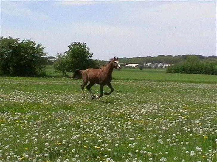 Hollandsk Varmblod CALDOS billede 9