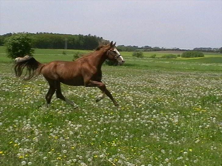 Hollandsk Varmblod CALDOS billede 10