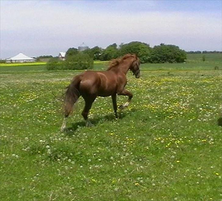 Hollandsk Varmblod CALDOS billede 11