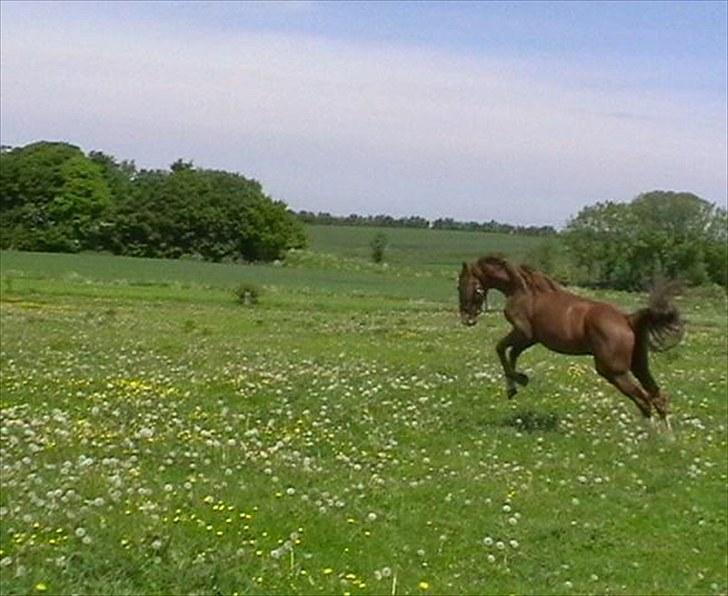 Hollandsk Varmblod CALDOS billede 12