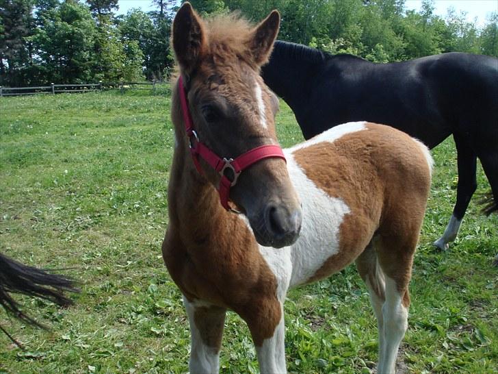 Pinto Moonlight - Taget d. 4/6-2010 billede 13