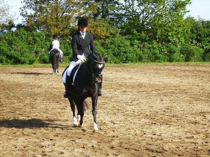 New Forest Løgtholt's Orlando billede 5