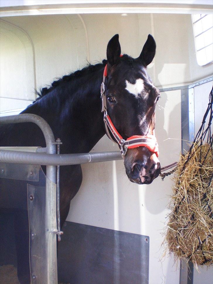 New Forest Løgtholt's Orlando - Stævne i Vejle billede 6