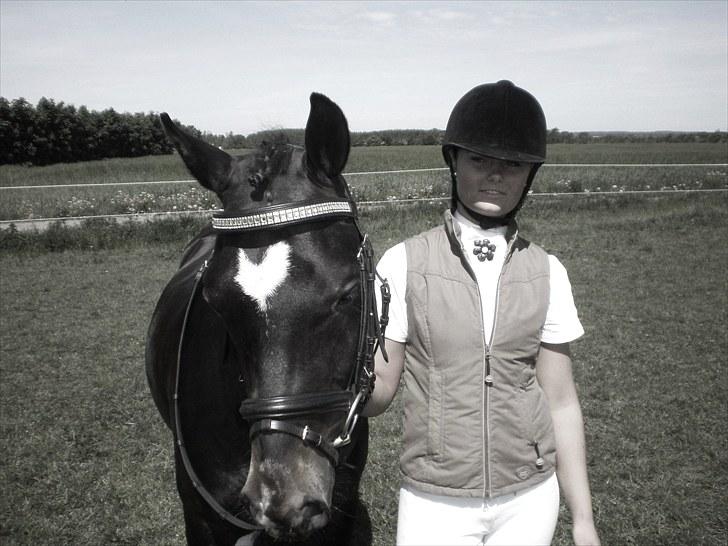 New Forest Løgtholt's Orlando billede 7