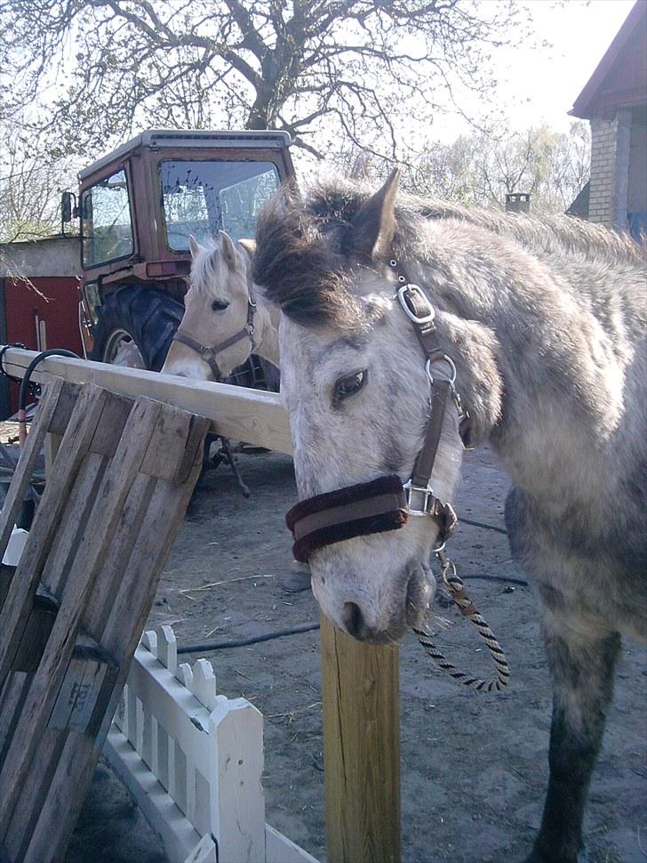 Anden særlig race Cosmo billede 5