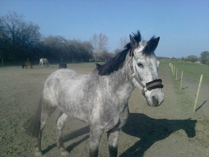 Anden særlig race Cosmo billede 6