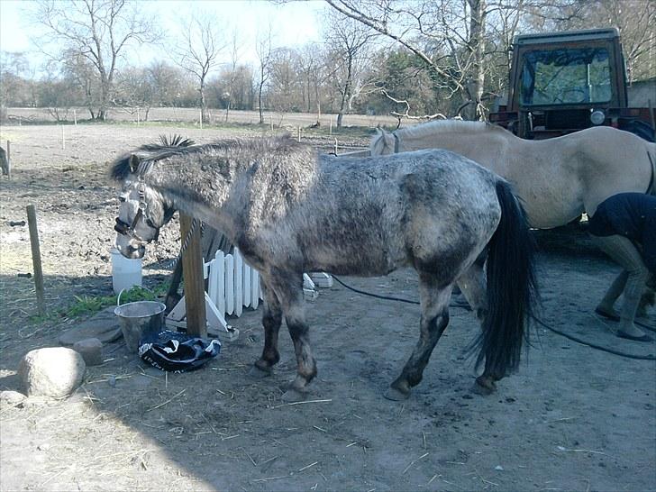 Anden særlig race Cosmo billede 7