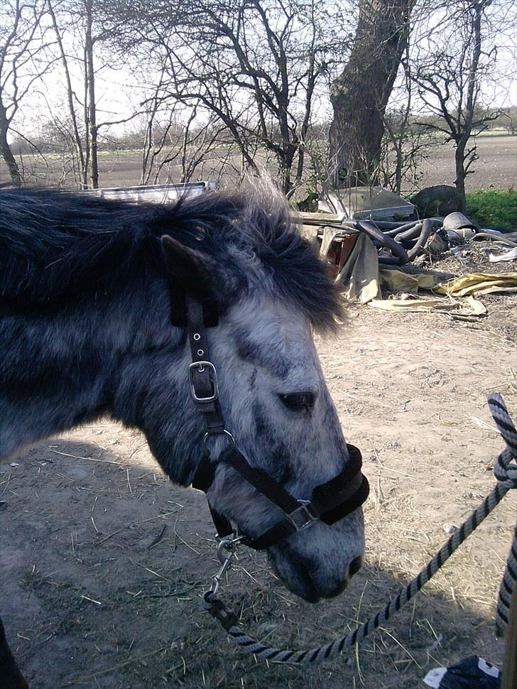 Anden særlig race Cosmo billede 8