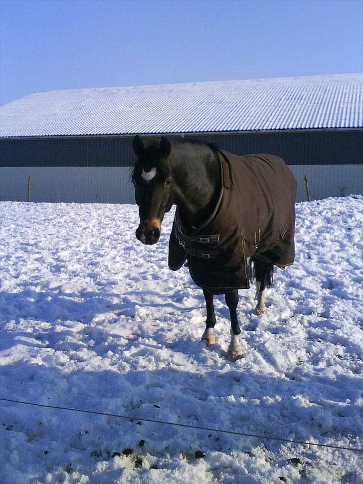 New Forest Løgtholt's Orlando billede 10