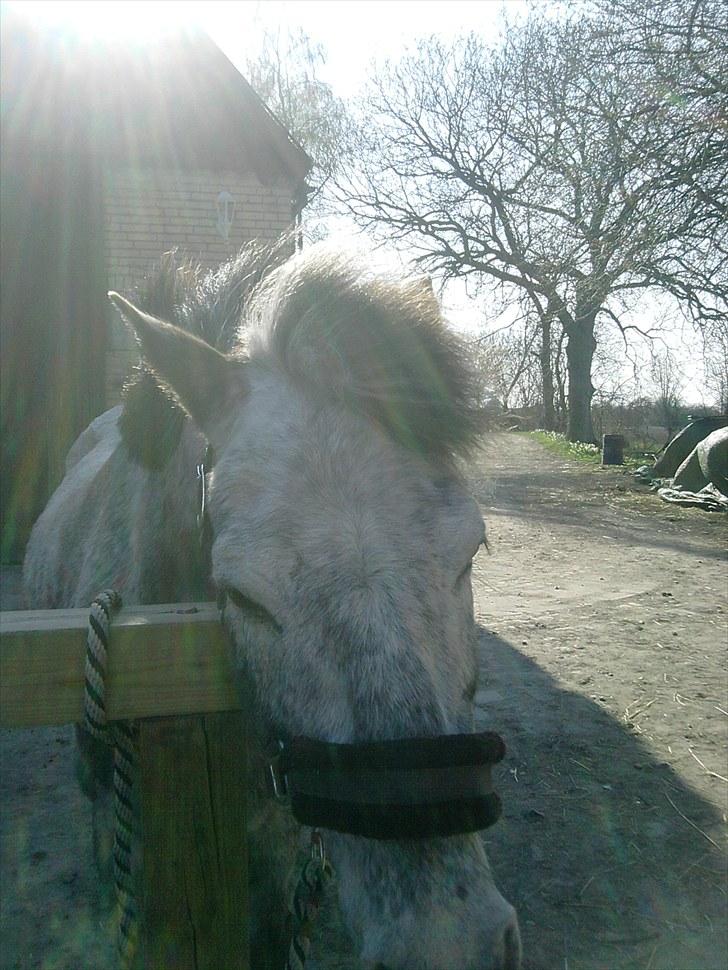 Anden særlig race Cosmo billede 9