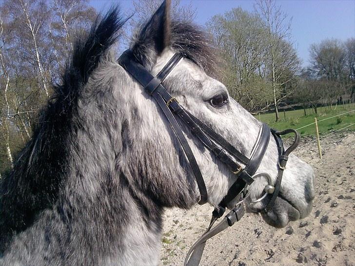 Anden særlig race Cosmo billede 10