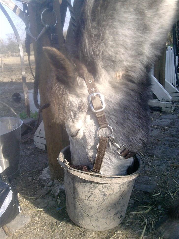 Anden særlig race Cosmo billede 11