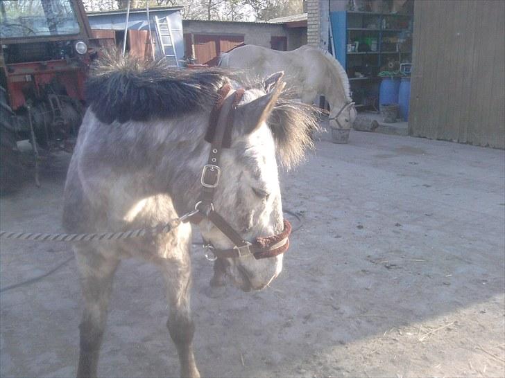 Anden særlig race Cosmo billede 12