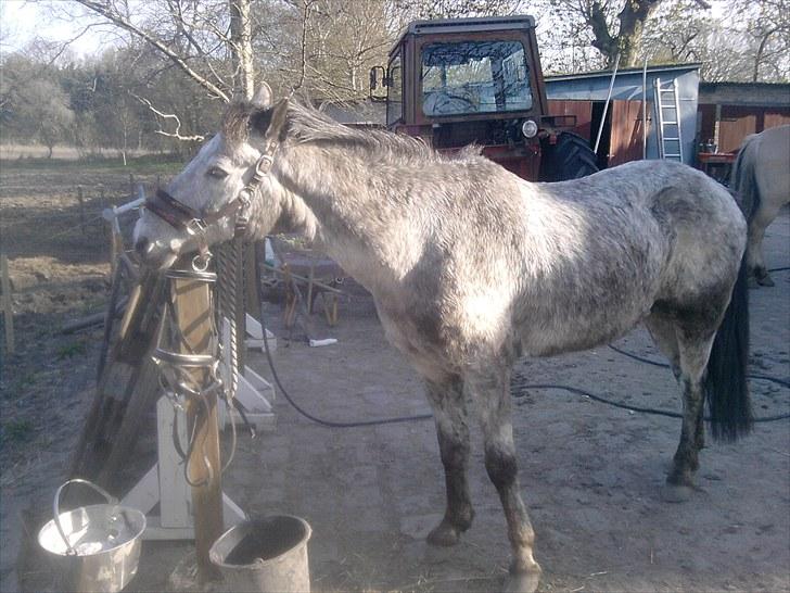 Anden særlig race Cosmo billede 13