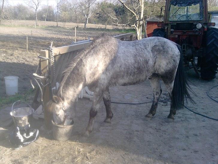 Anden særlig race Cosmo billede 14