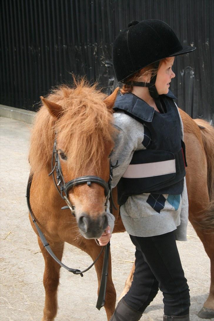 Shetlænder Laban ¤Har passet¤ - inden undervisning  Foto: Mor billede 5