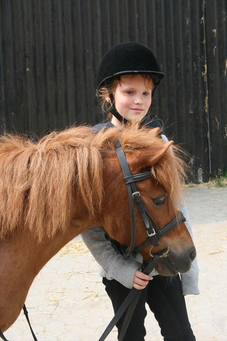 Shetlænder Laban ¤Har passet¤ - Lige inden vi skal have undervisning  Foto: Mor billede 6