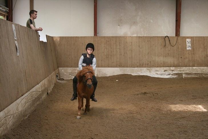 Shetlænder Laban ¤Har passet¤ - En dejlig hurtig trav Foto: Mor billede 7