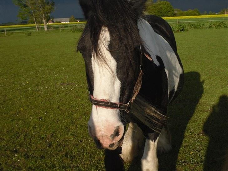 Tinker  Mama Danger. billede 8