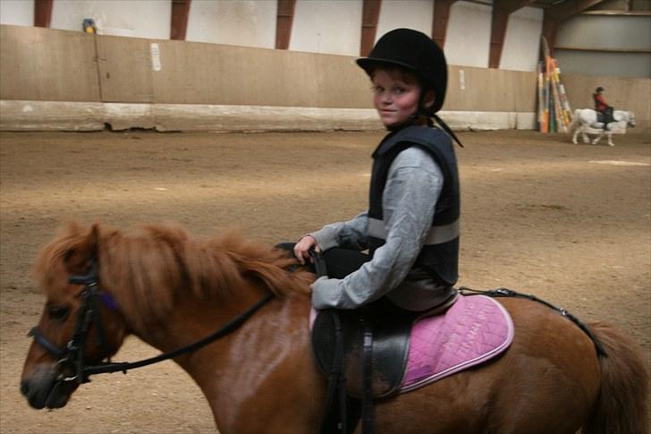 Shetlænder Laban ¤Har passet¤ - Vi skridter af i dame sadel!  Foto: Mor! billede 8