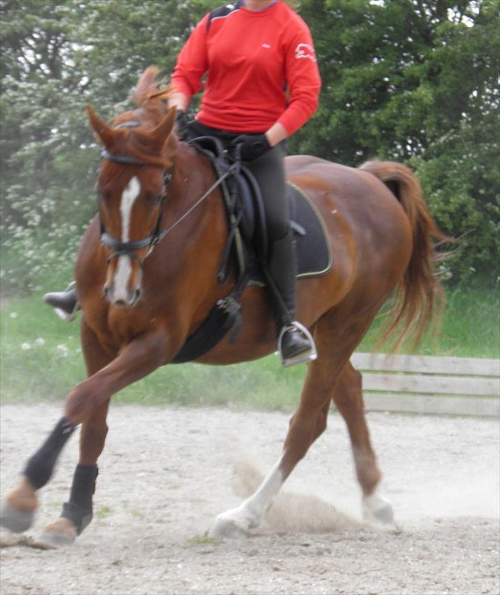 Dansk Varmblod Tai shine - Solgt. - 10 m volte i galop billede 16