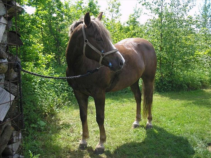 New Forest Hølkærs Red Oak aka Felix billede 5