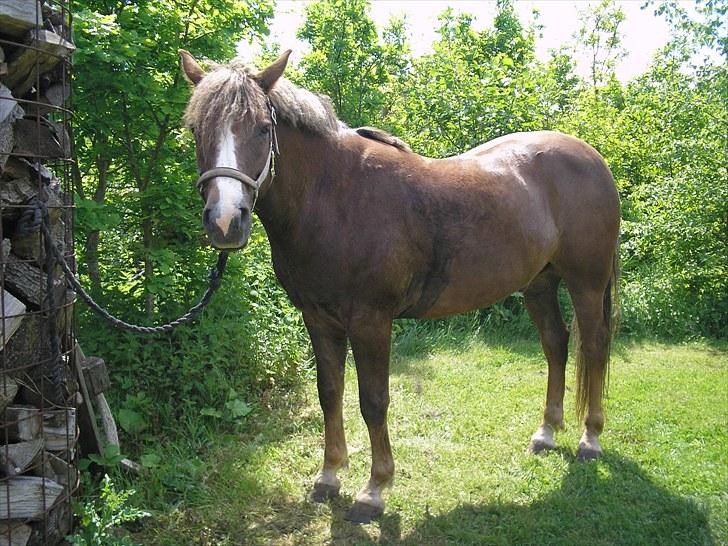 New Forest Hølkærs Red Oak aka Felix billede 6