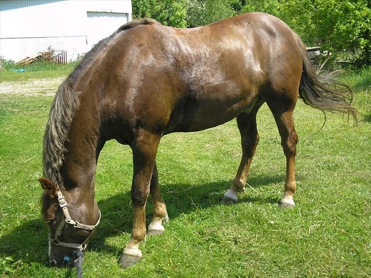 New Forest Hølkærs Red Oak aka Felix billede 8