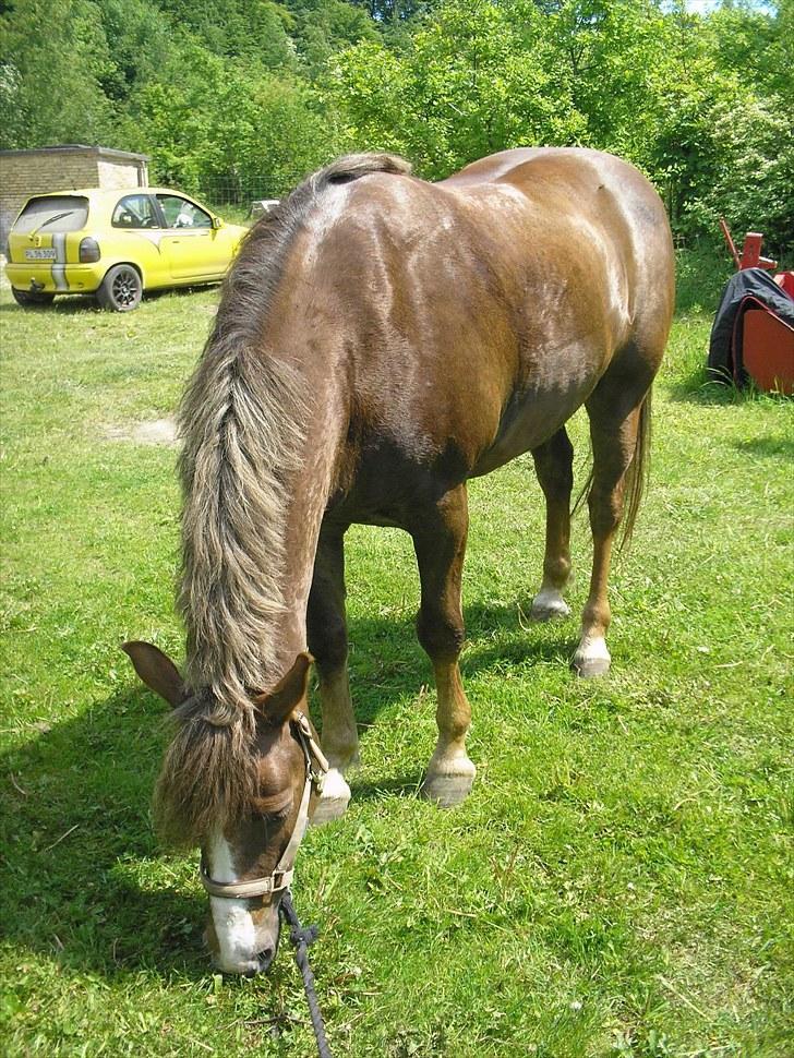New Forest Hølkærs Red Oak aka Felix billede 10