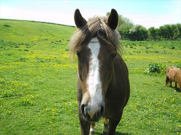 New Forest Hølkærs Red Oak aka Felix billede 11