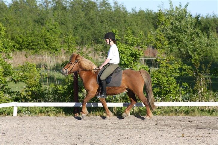 Islænder Fjölvi  billede 10