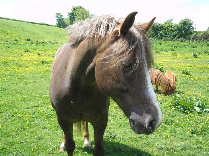 New Forest Hølkærs Red Oak aka Felix billede 12