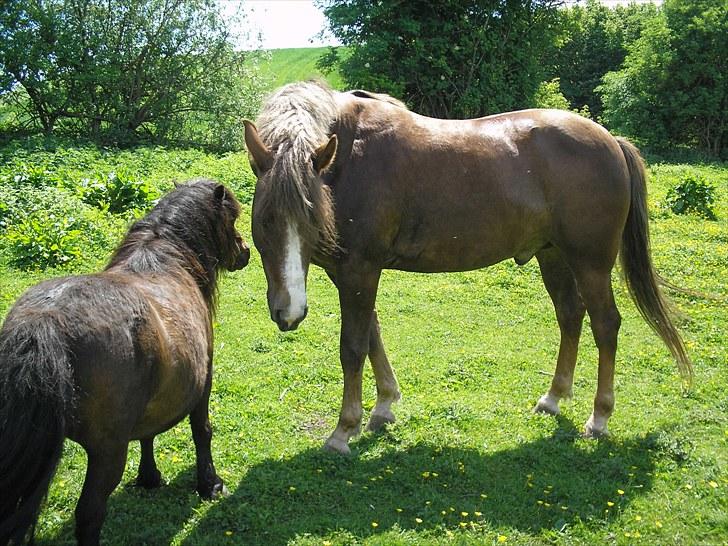 New Forest Hølkærs Red Oak aka Felix billede 13
