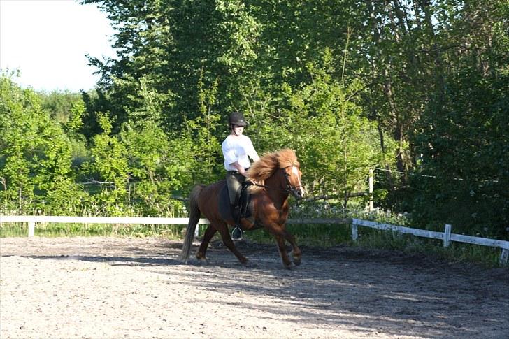 Islænder Fjölvi  billede 12