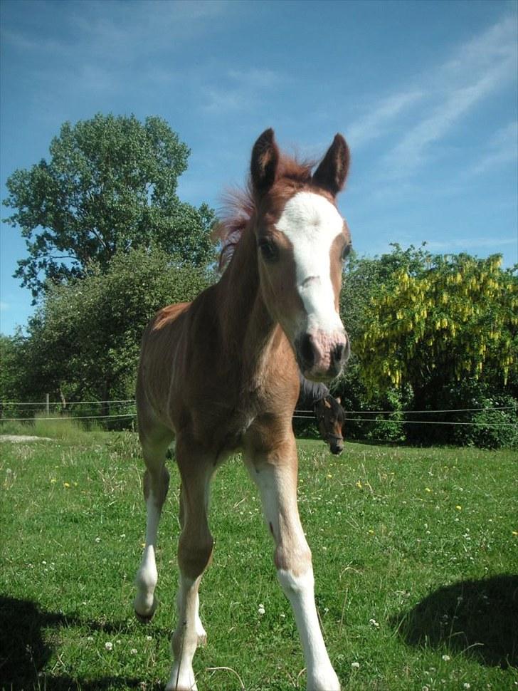 Welsh Cob (sec D) Hvedholms Andrew - 6 juni 10 billede 1