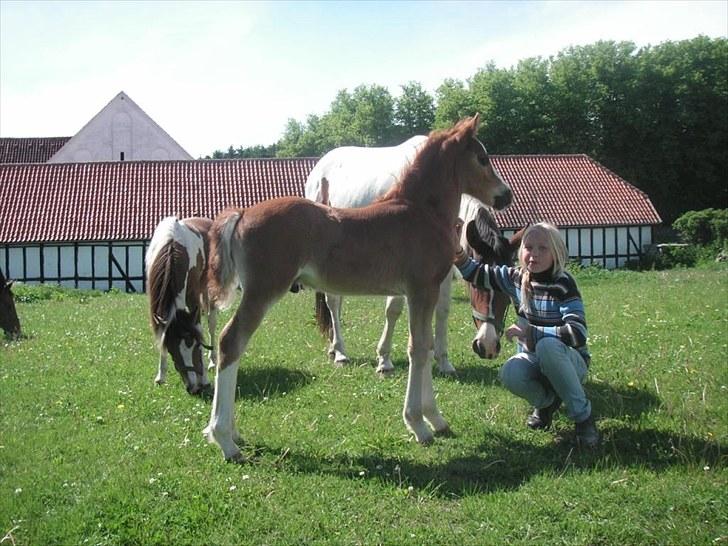 Welsh Cob (sec D) Hvedholms Andrew - 6 juni 10 billede 2