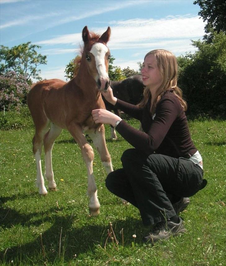 Welsh Cob (sec D) Hvedholms Andrew - 6 juni 10 billede 3