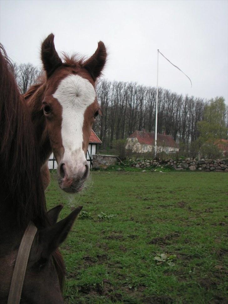 Welsh Cob (sec D) Hvedholms Andrew - 30 april 10 billede 4
