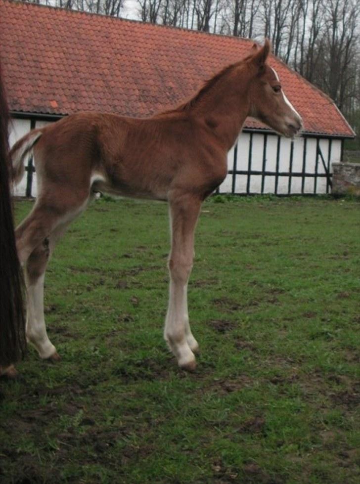 Welsh Cob (sec D) Hvedholms Andrew - 30 april 10 billede 5