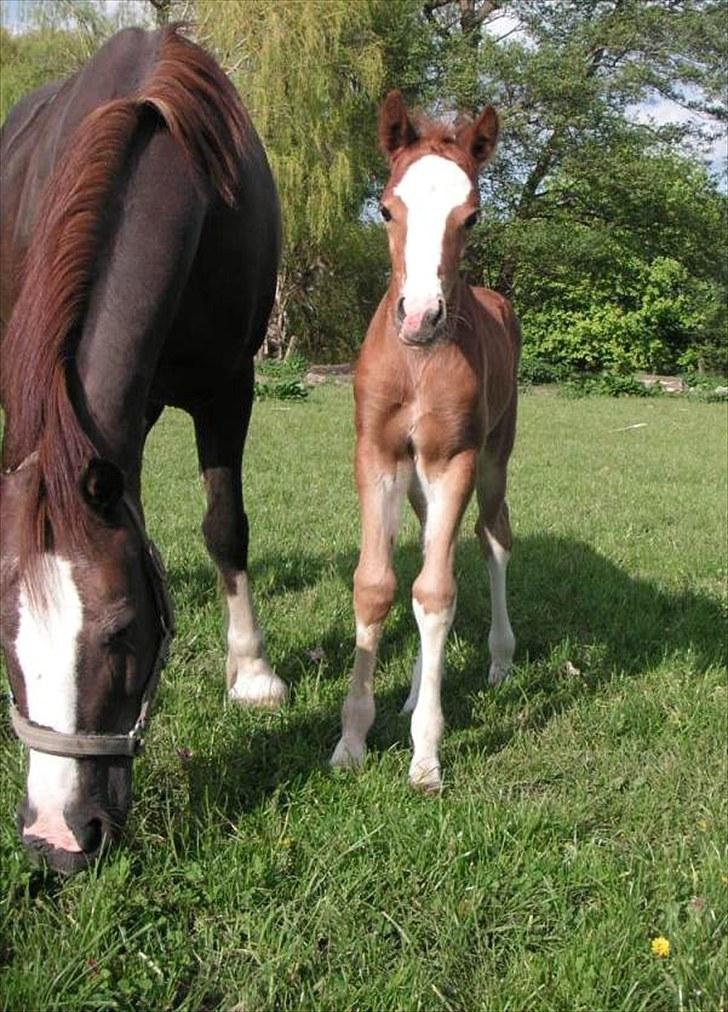Welsh Cob (sec D) Hvedholms Andrew - 18 maj 10 billede 6