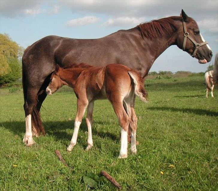 Welsh Cob (sec D) Hvedholms Andrew - 18 maj 10 billede 7