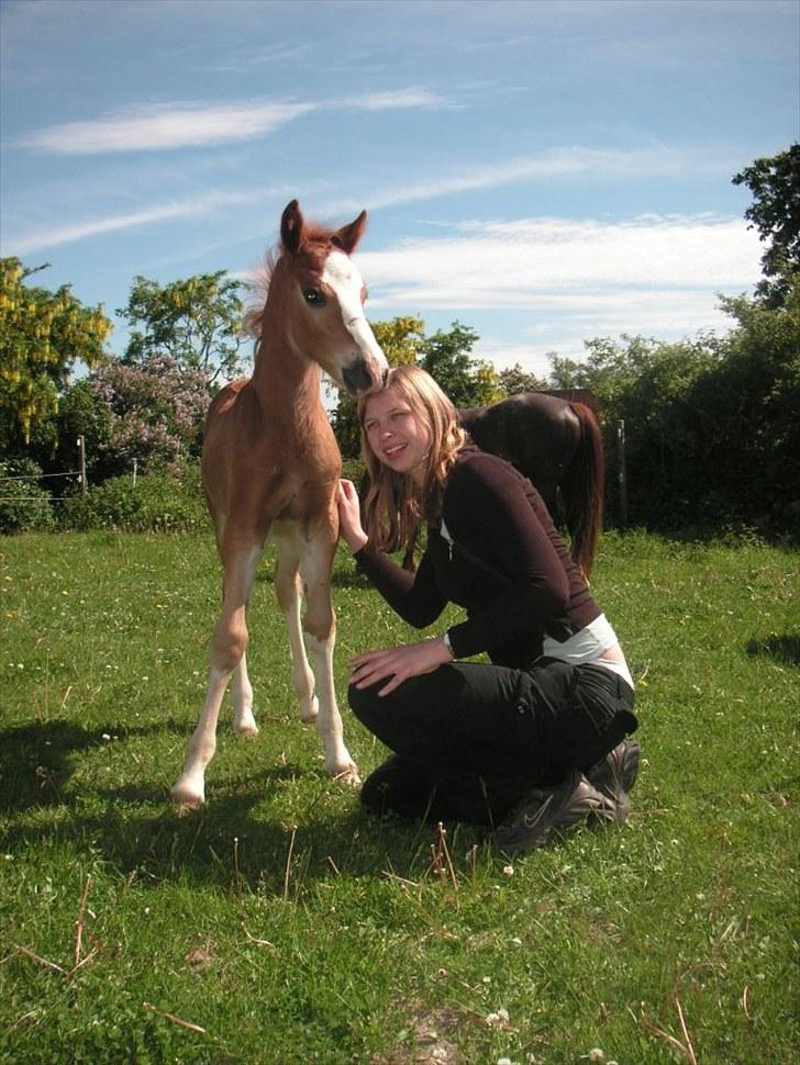 Welsh Cob (sec D) Hvedholms Andrew - 6 juni 10 billede 8