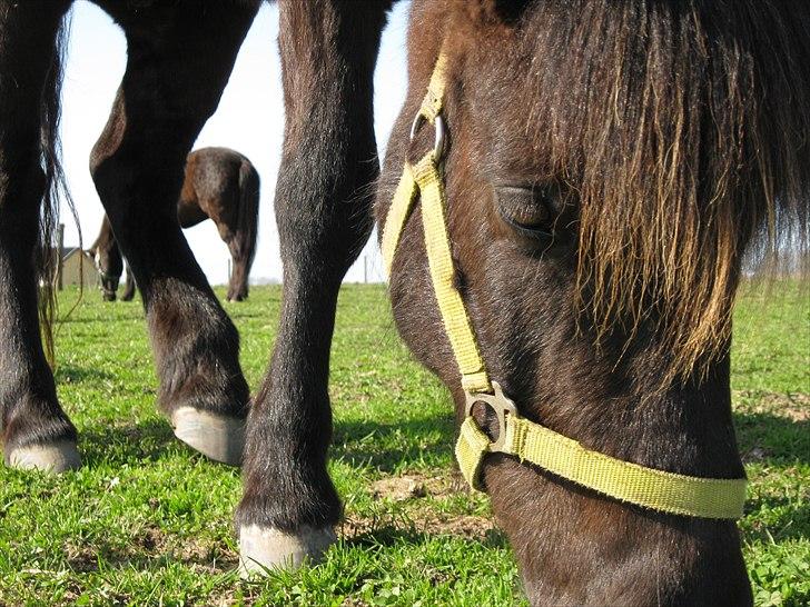 Islænder Sleipner - Velkommen til dejlige Sleipners profil (: <3 billede 4