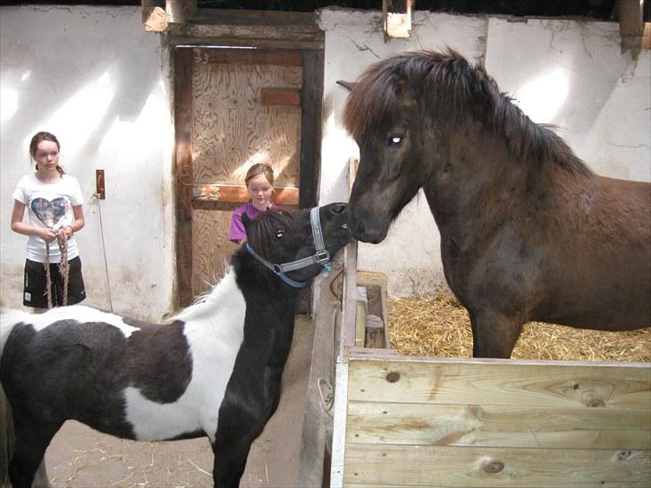 Islænder Sleipner - Da Sleipner kom hjem. billede 11