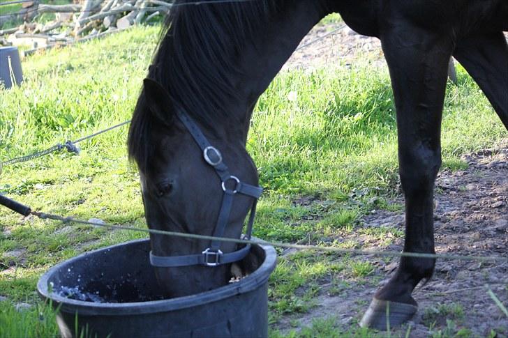 Dansk Varmblod Medina billede 14