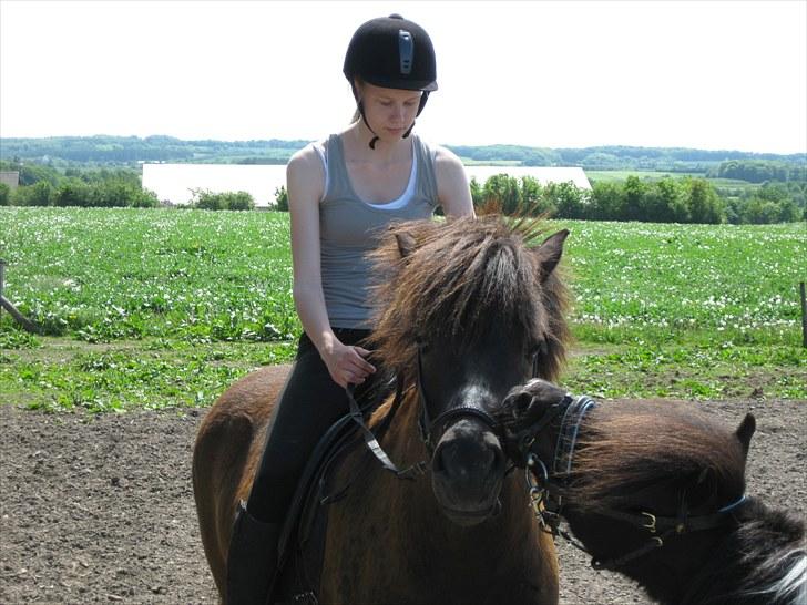 Islænder Sleipner - Hilser på Micki  billede 10