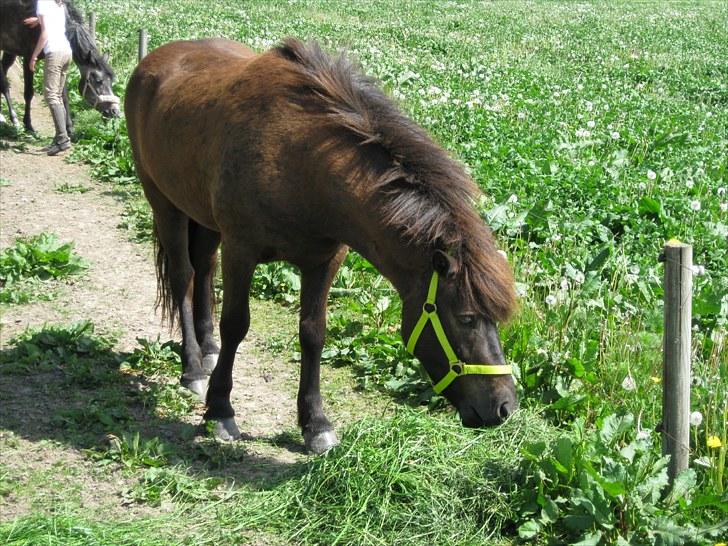 Islænder Sleipner billede 12