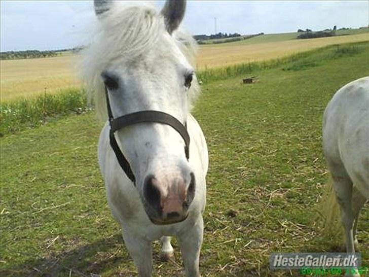 Anden særlig race Debbie billede 17