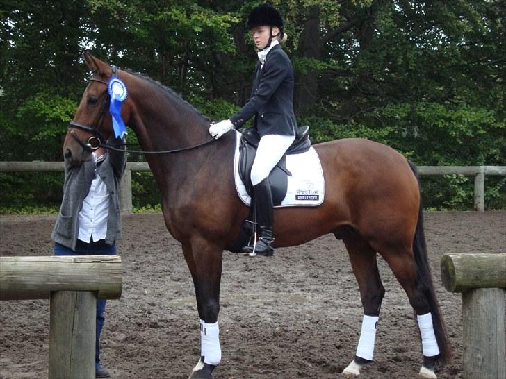 Dansk Varmblod Lillemarkens Addi billede 18