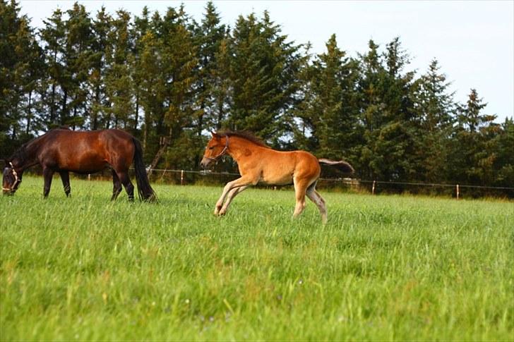 New Forest Calandias Placebo.  billede 18